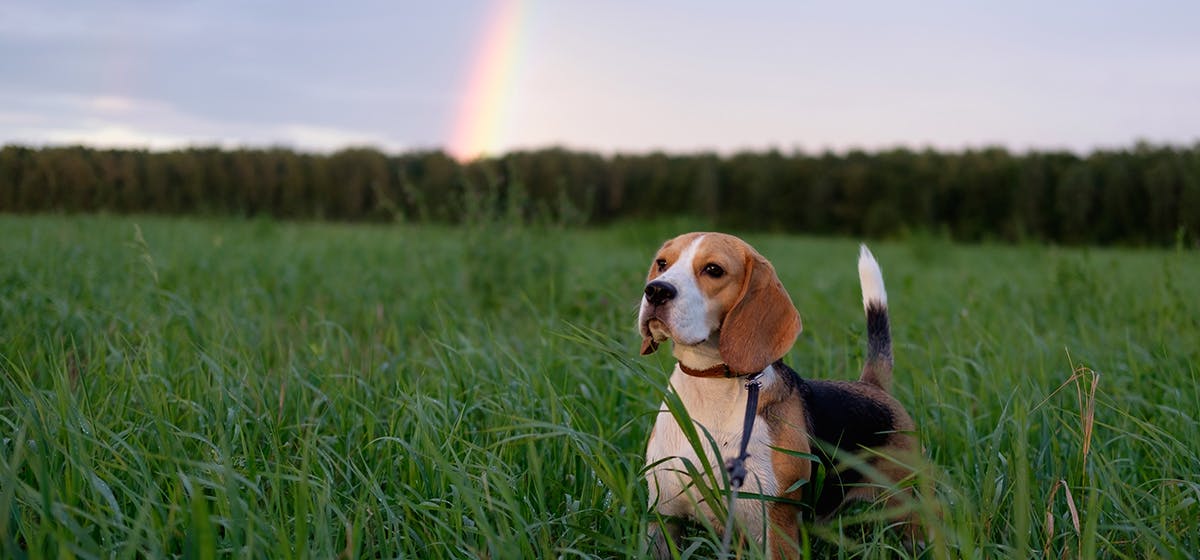 can-dogs-see-rainbows