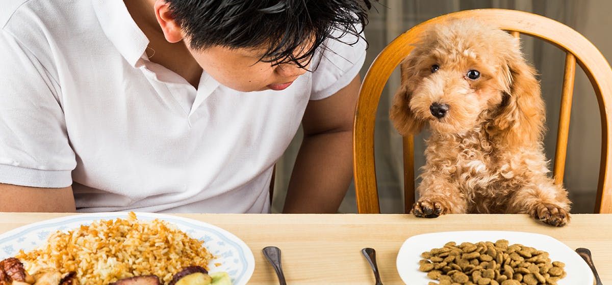 what happens if dog eats hot food