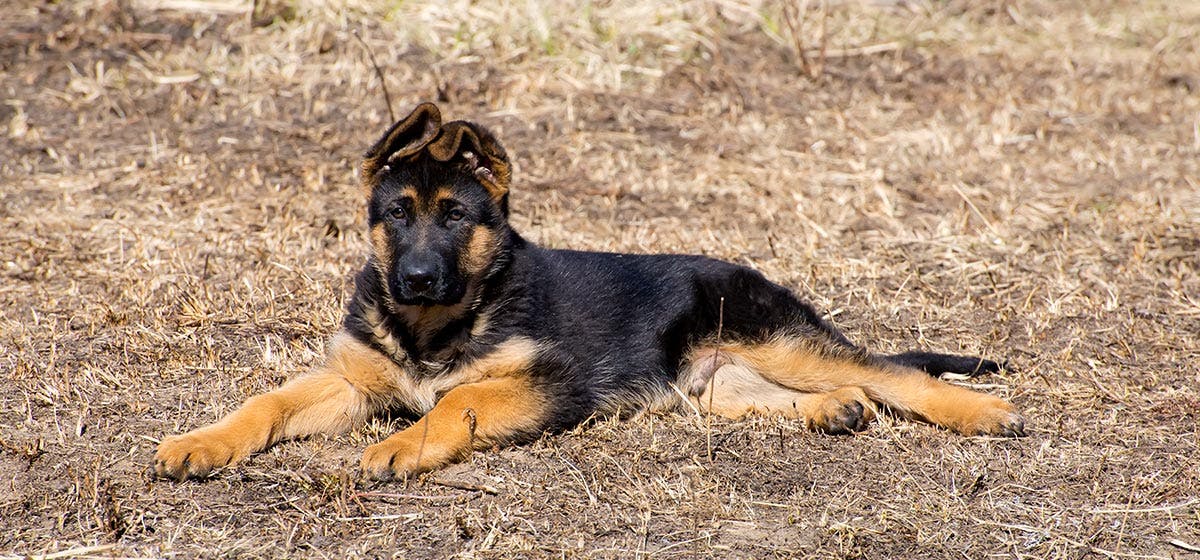 what causes floppy ears in dogs