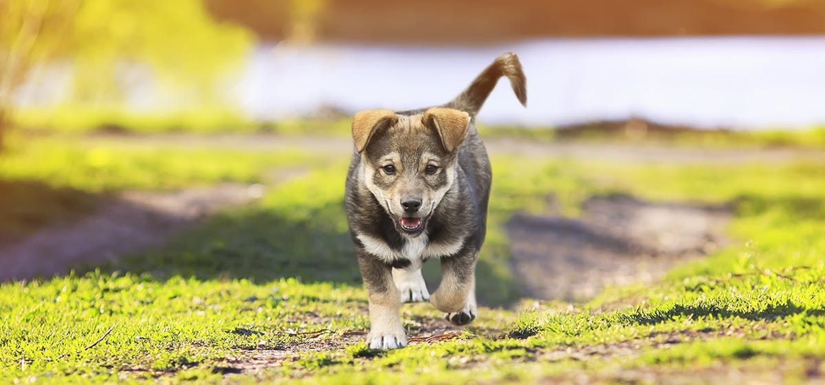 can dogs predict natural disasters