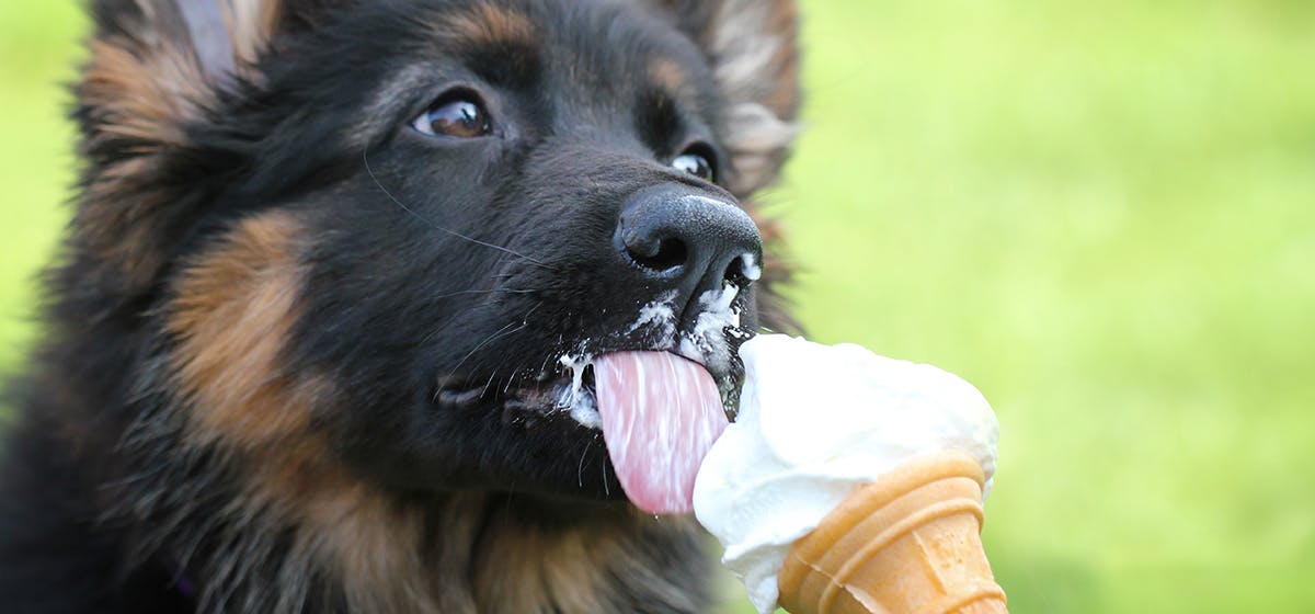 what happens if a dog licks chocolate ice cream