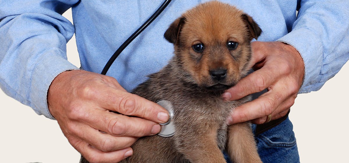 how long can a diabetic dog live without insulin