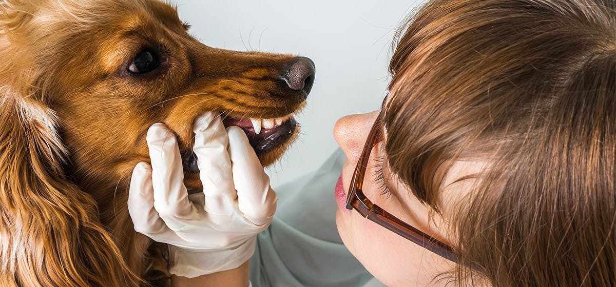 which dog breeds have the best teeth