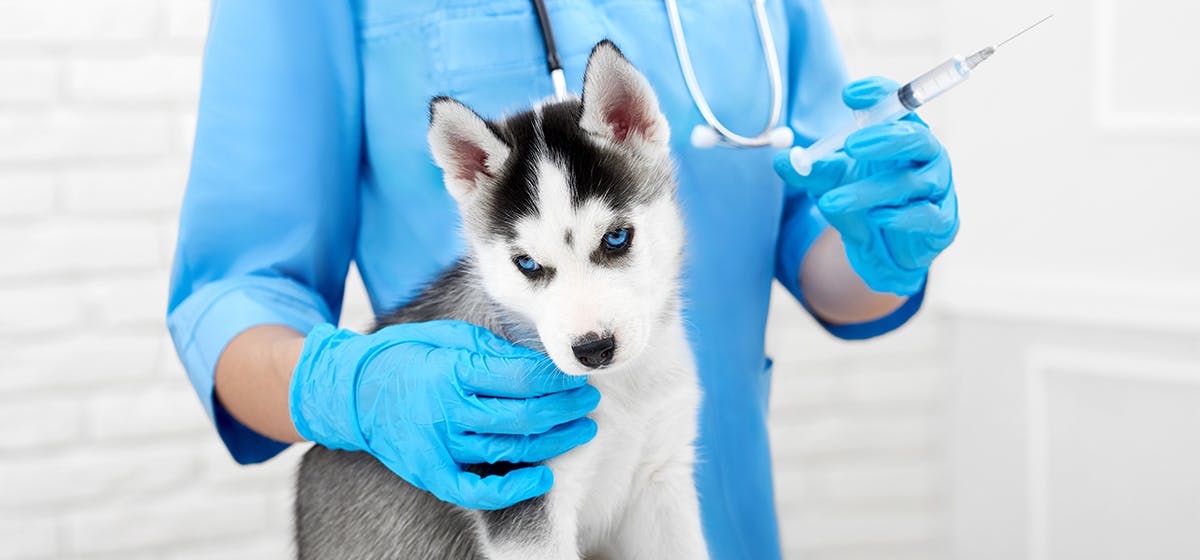 Can Dogs Feel Sick After Shots Wag