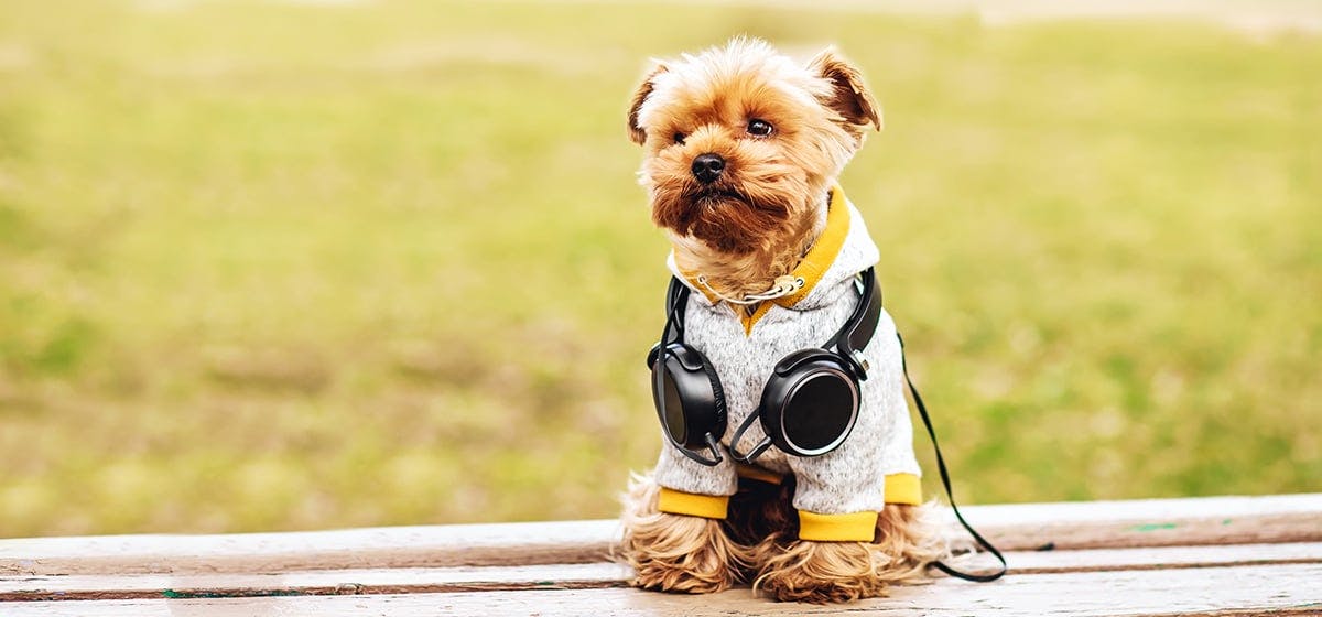 do ultrasonic waves affect dogs