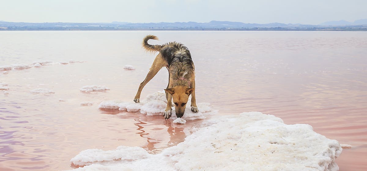 can-dogs-taste-salt