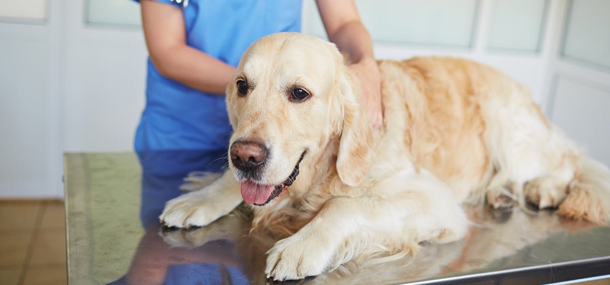 syringomyelia in dogs