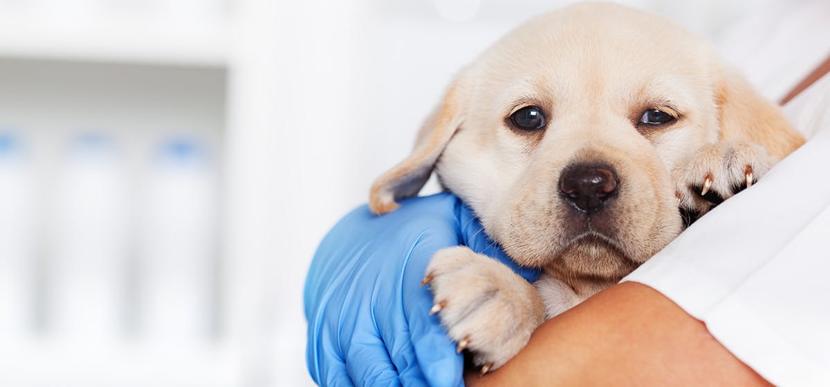 can dogs live with kidney disease