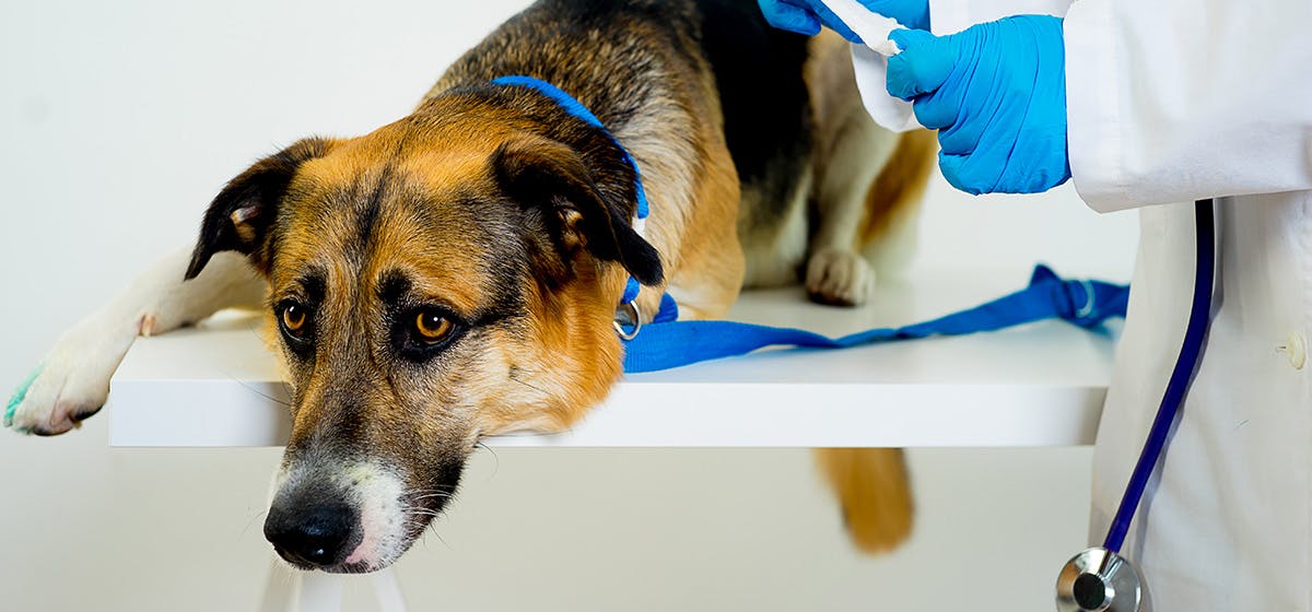 can-dogs-live-with-brain-tumors