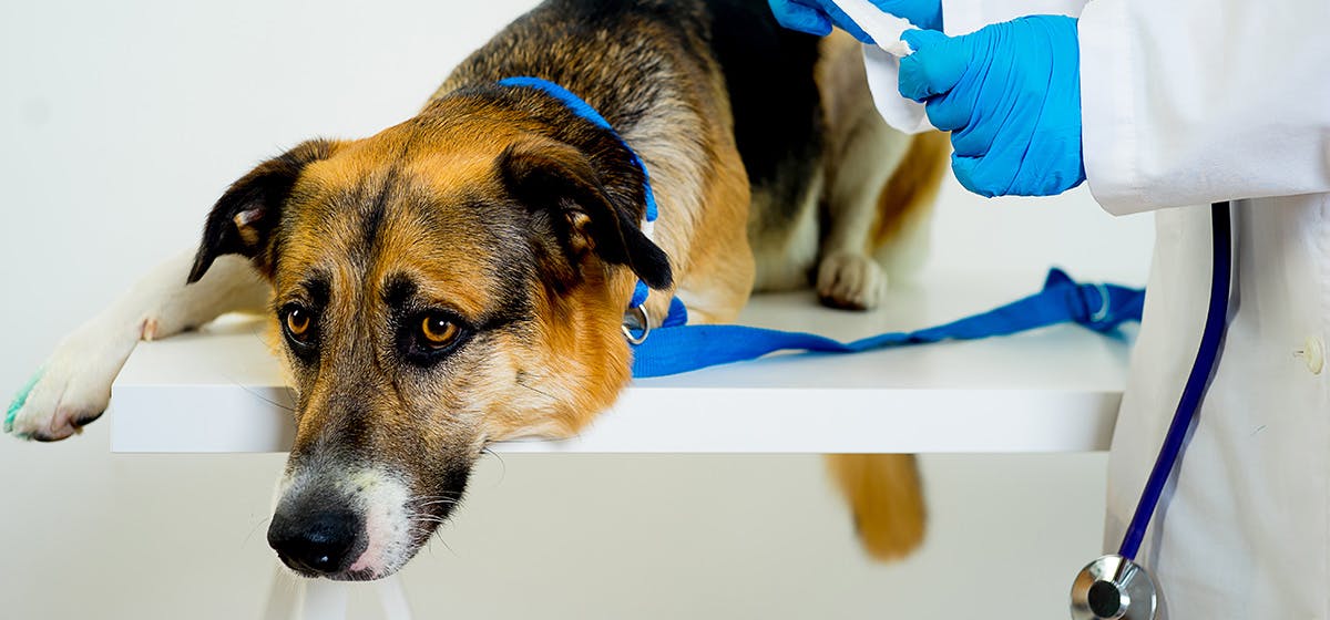 how long can a dog with brain tumor live