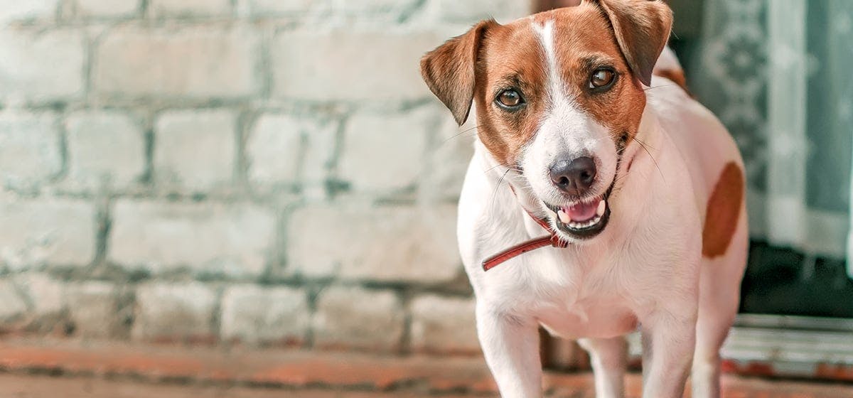 what happens if dogs eat salt and vinegar chips