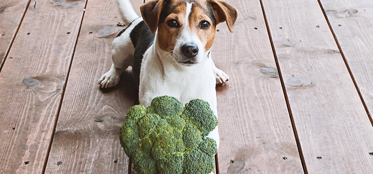 can dogs taste broccoli