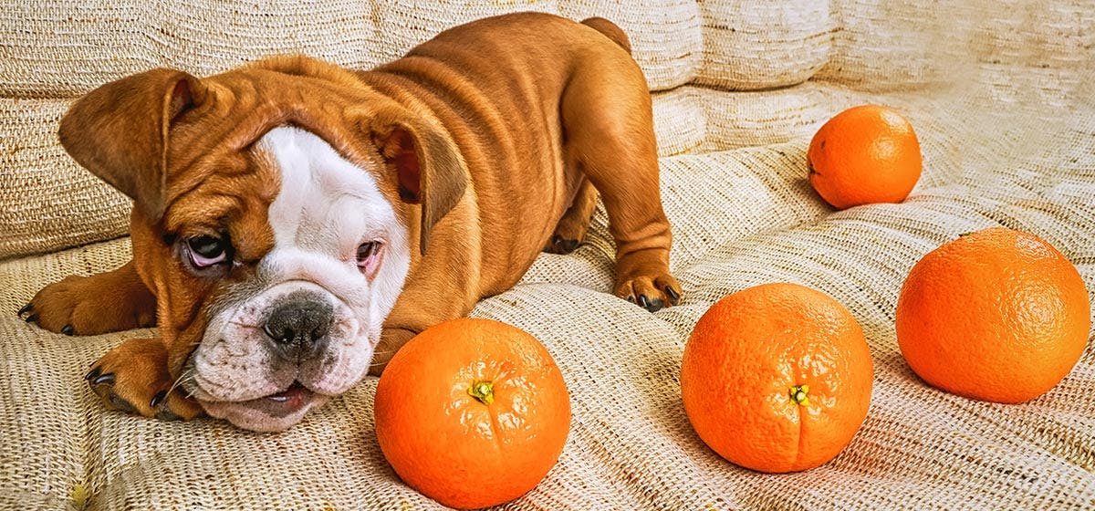 can-dogs-see-orange