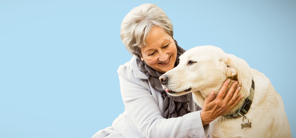 can-dogs-see-light-blue