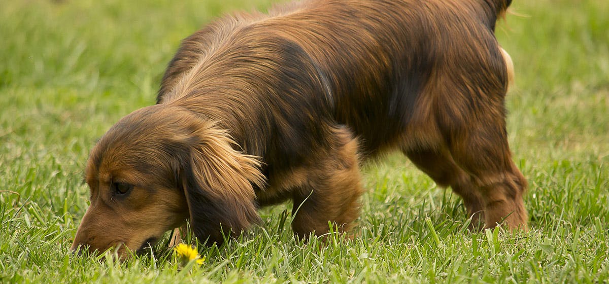 can-dogs-hear-while-they-are-sniffing