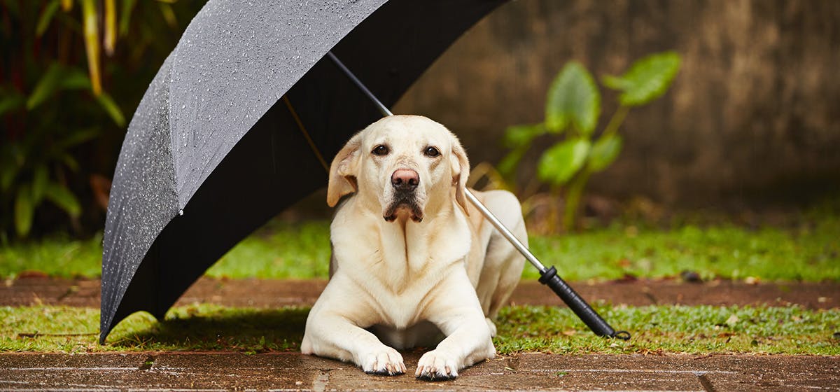 does dogs sense bad weather coming