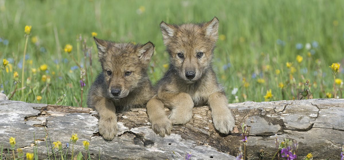 Wolf mating with sales dog