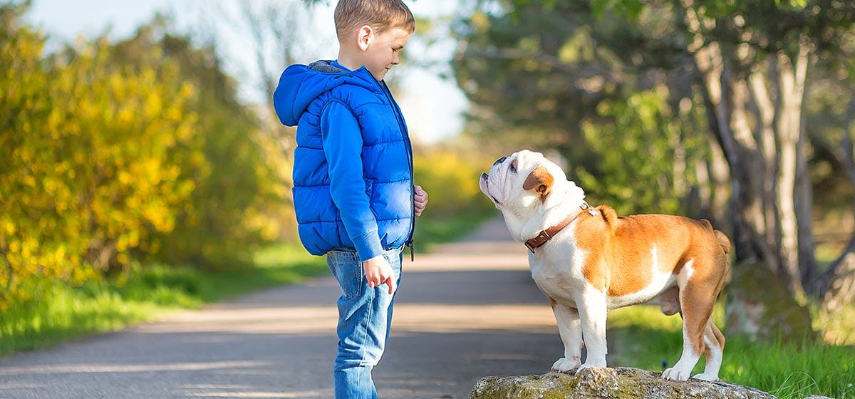 how many syllables can dogs understand