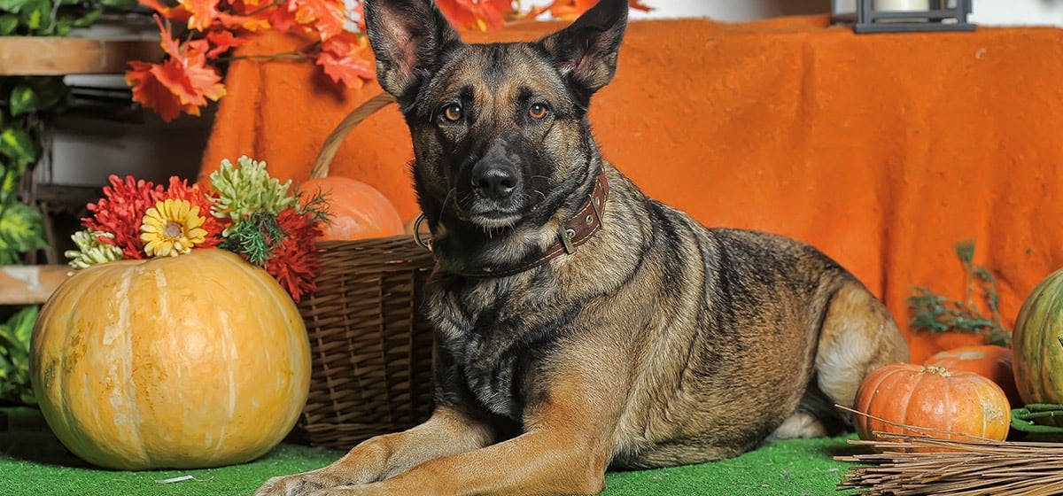 Can dogs eat acorn squash hotsell