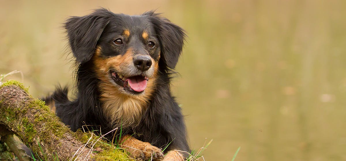 Can Dogs Feel When You Cut Their Whiskers Wag