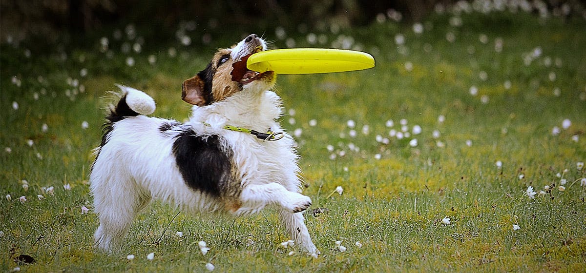 dog throwing frisbee