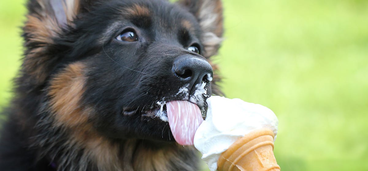 can-dogs-taste-creamy-food