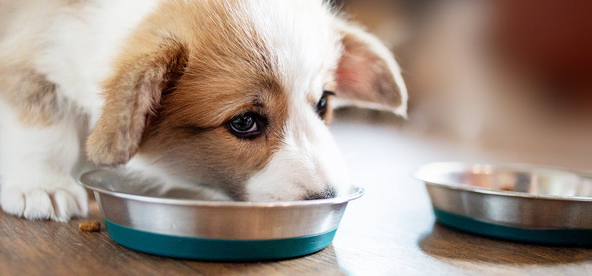 coconut milk for puppies