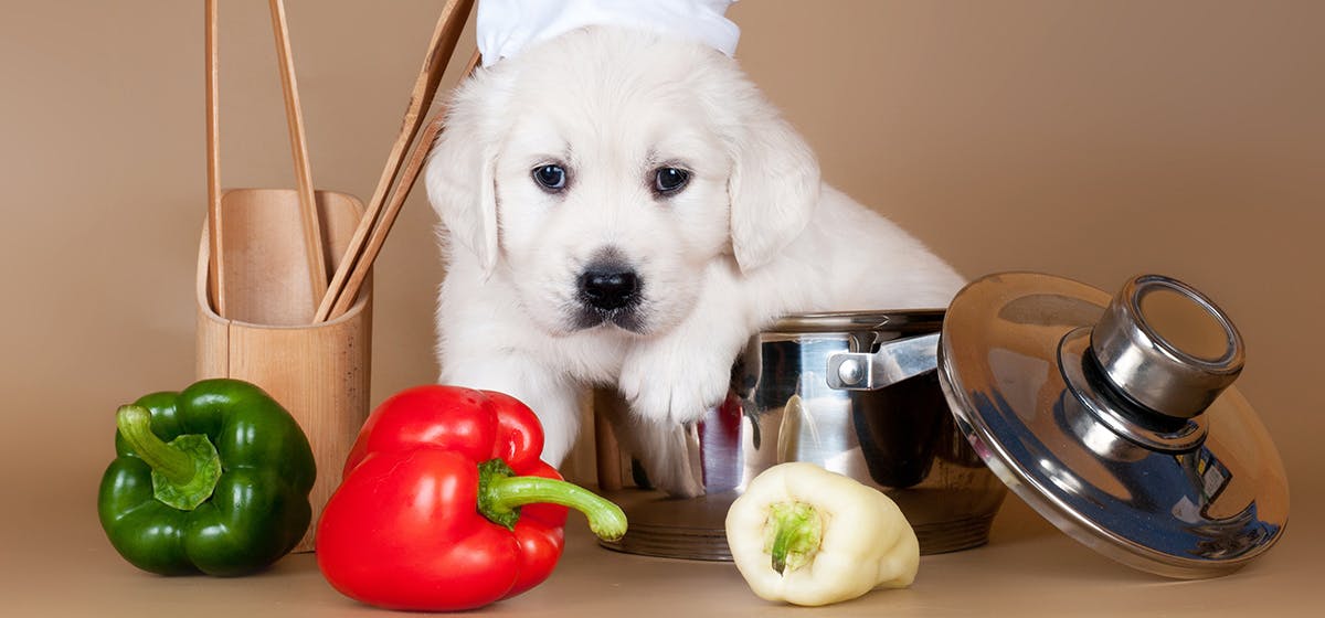 is red bell pepper good for dogs