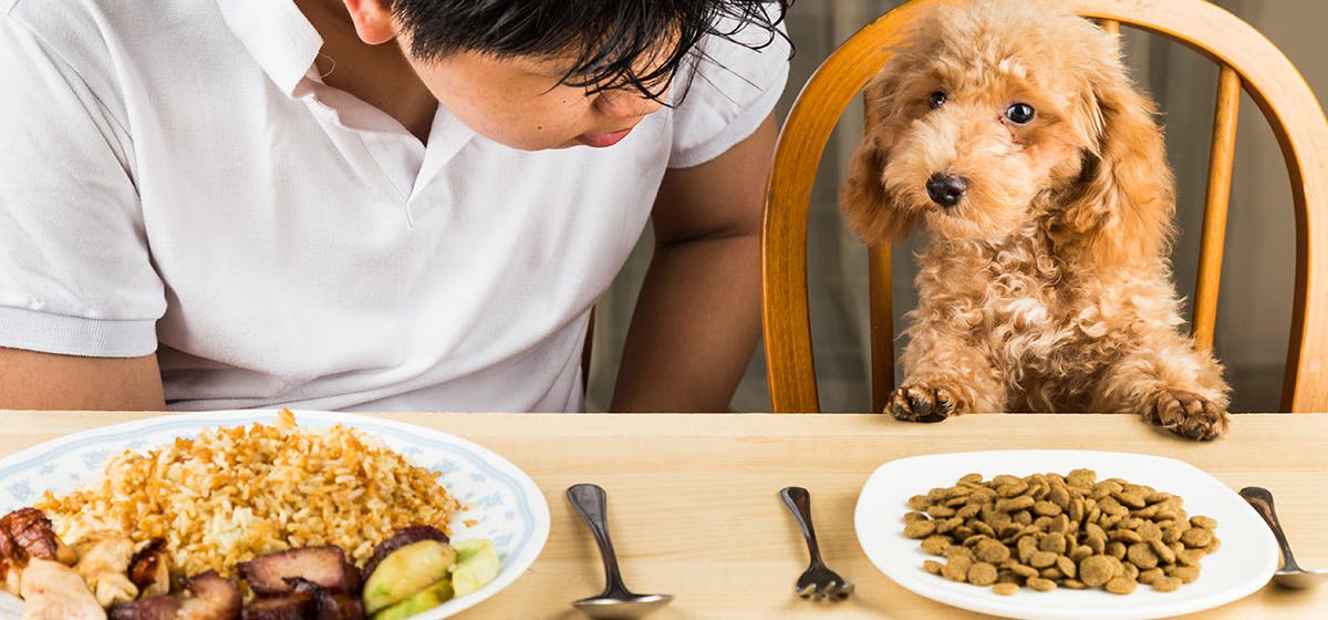 brown rice to dogs