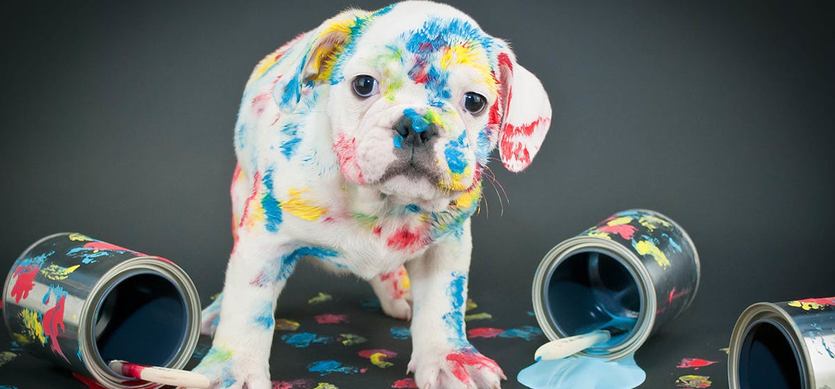 can-dogs-smell-paint