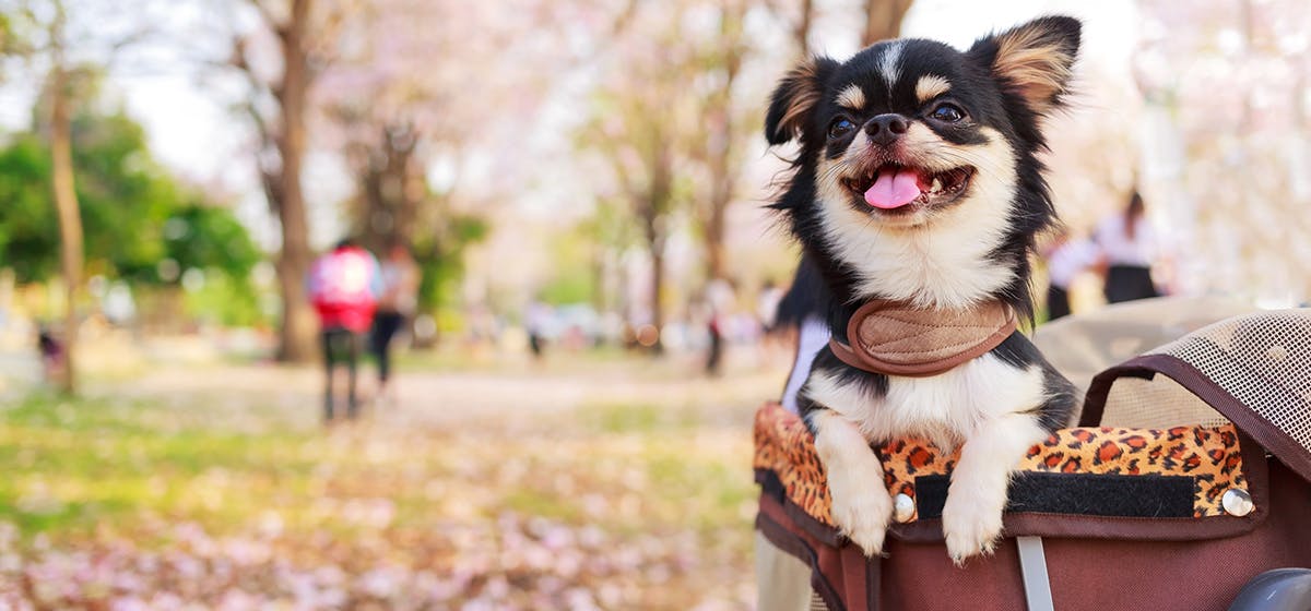 can-dogs-smell-drugs-through-peanut-butter