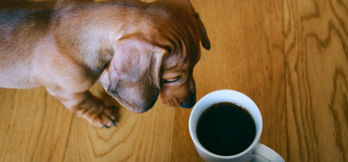 can-dogs-smell-drugs-through-coffee