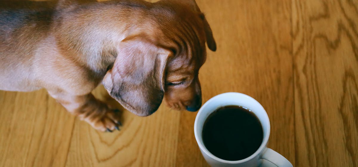 can dogs smell through coffee