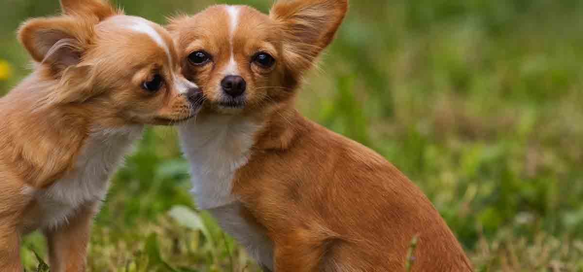 do dogs kiss to show affection