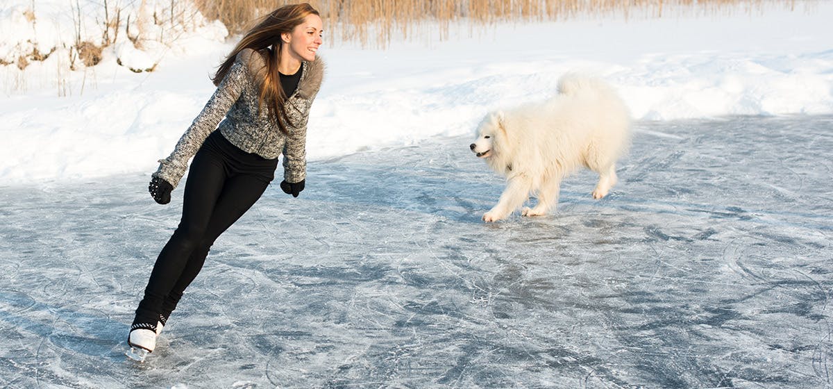 are dogs allowed in center of ice