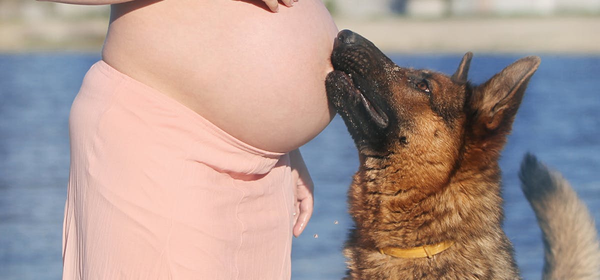 can-dogs-hear-baby-in-womb