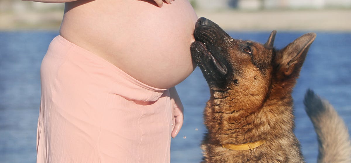 can dogs hear a fetal heartbeat