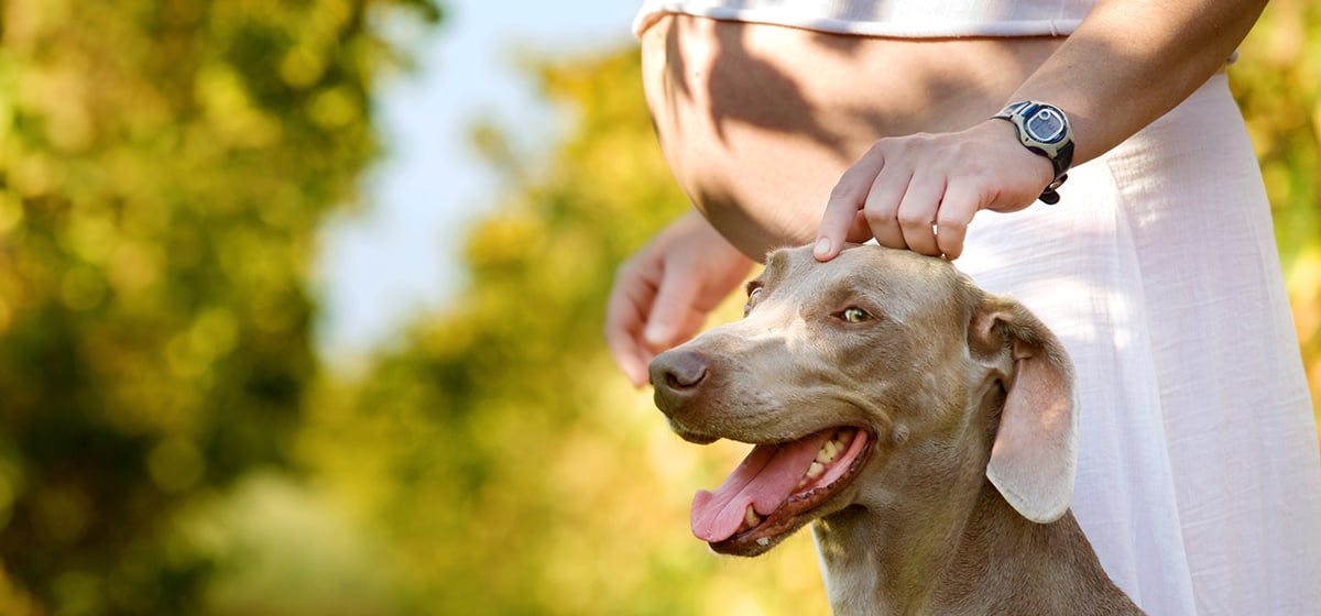 can-dogs-sense-baby-in-belly