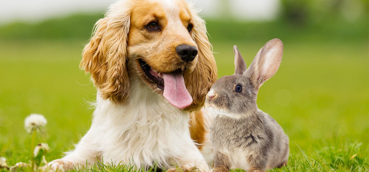 can bunnies be around dogs