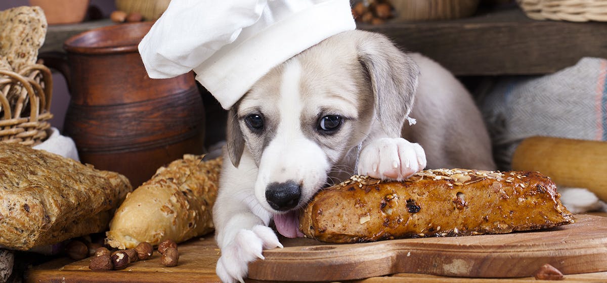 can-dogs-taste-doughy-food