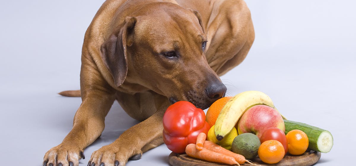 can-dogs-taste-stringy-food