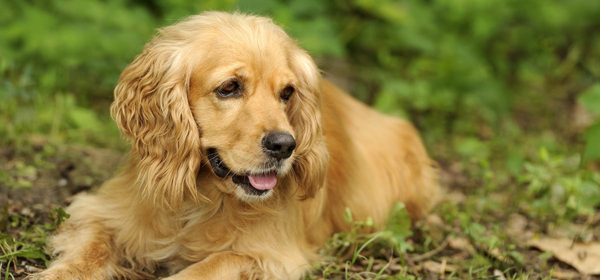 are police dogs trained to smell tobacco