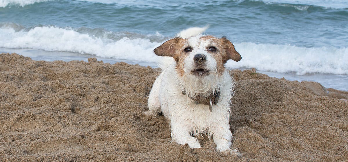 can-dogs-nose-get-sunburned