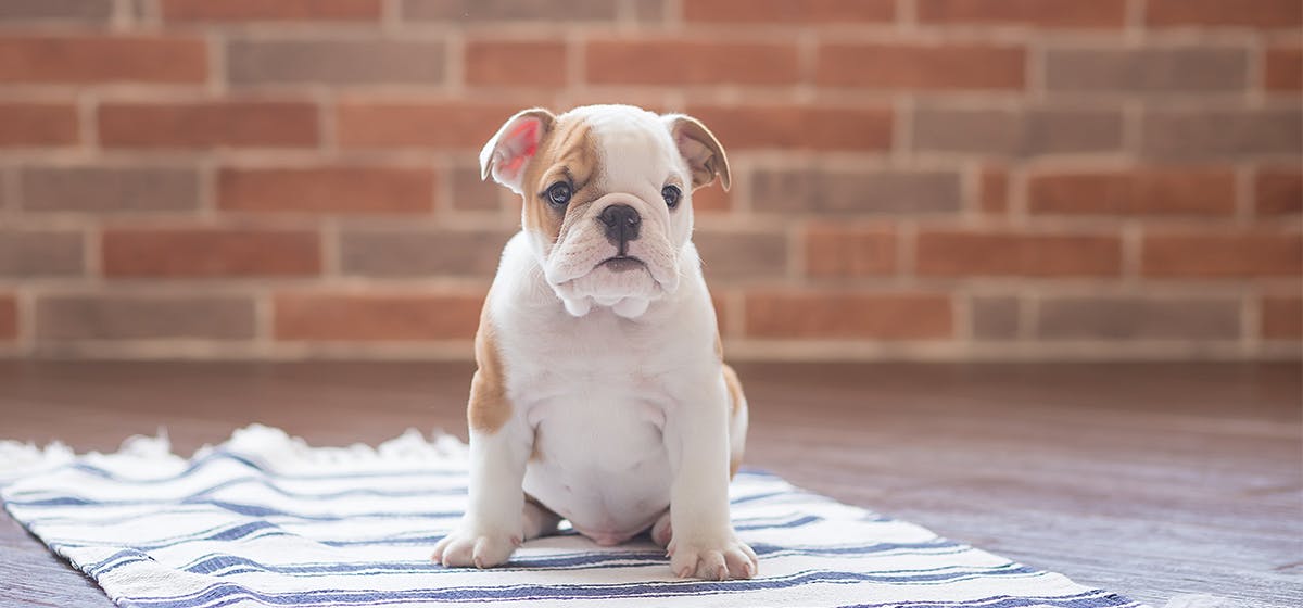 can dogs hear mice in walls