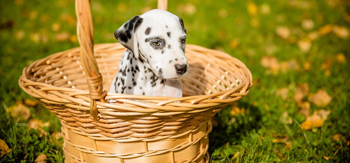 Dog deterrents for store walkers