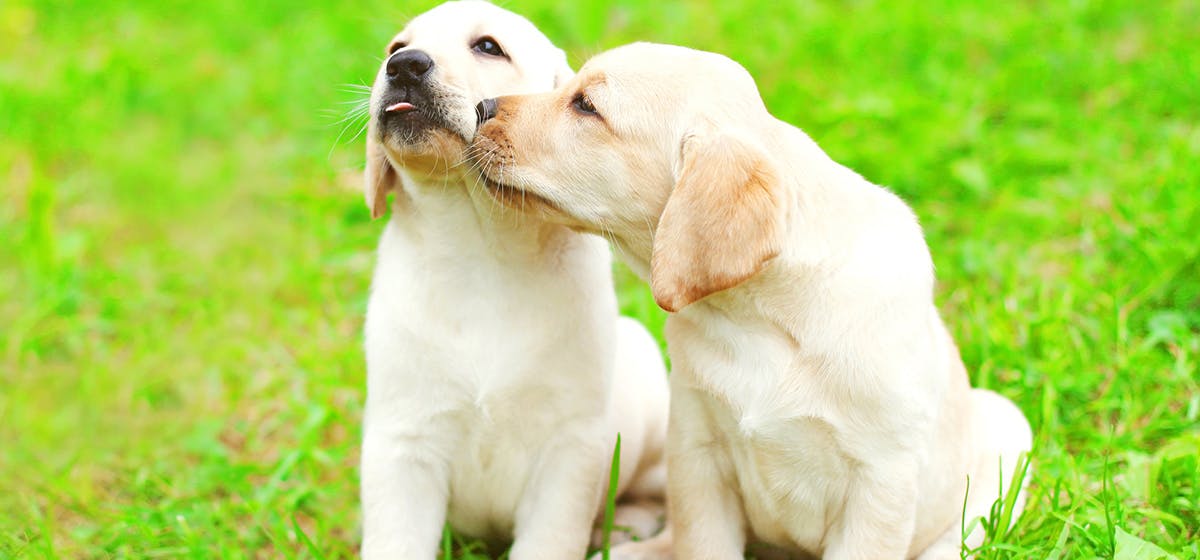 Can Dogs Smell Illness In Other Dogs