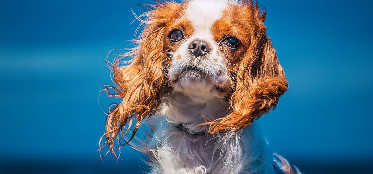 Protecting Your Dog In A Tornado