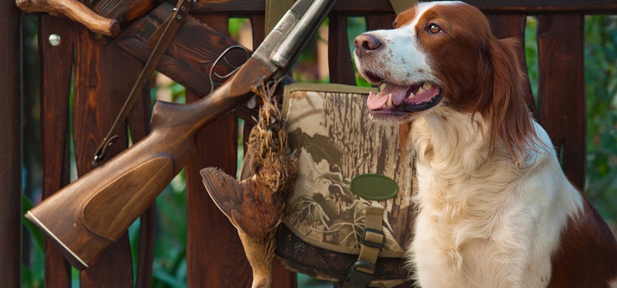 Can Dogs Detect Gunpowder? - Wag!