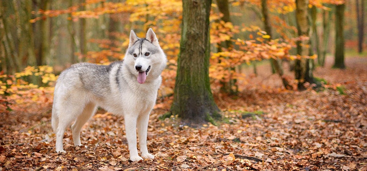 can dogs eat cranberries and almonds