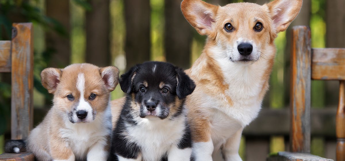 do dogs recognize their mothers